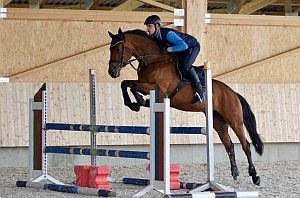 WHS Reitsport Springreiten WHS Ruppertshofen Reitspring Unterricht